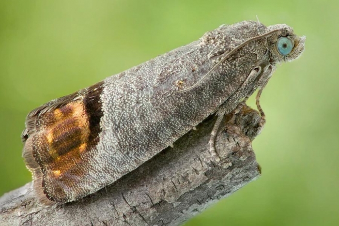 Crean insectos transgénicos para terminar con plagas