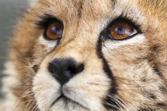 ¿Y ahora? Muere “Pirouz”, la última esperanza del guepardo asiático en Irán