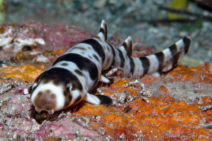 Los tiburones que pueden “caminar” con sus aletas