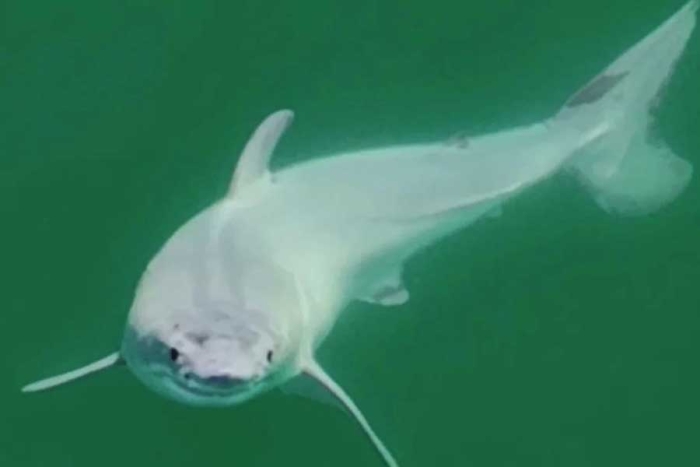 ¡Sin precedentes! Así fue el primer avistamiento de un tiburón blanco recién nacido