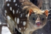 ¡Sorpresa! Especie australiana que se creía extinta reaparece en un jardín