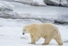 Encuentran en Kamchatka a un oso polar que recorrió 700 kilómetros en busca de comida