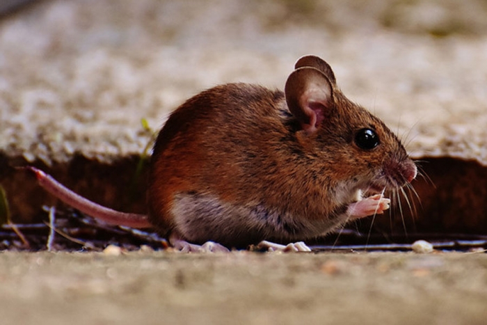 Los ratones tienen personalidad