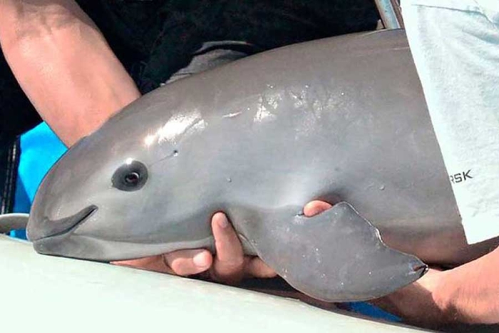 ¡Esperanza renovada! Ubican más de 10 vaquitas marinas en el alto Golfo de California