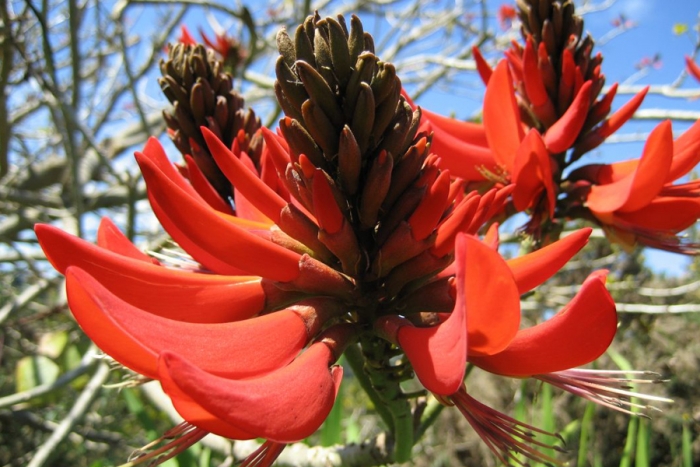 Colorín, el árbol mágico con el que todos jugamos