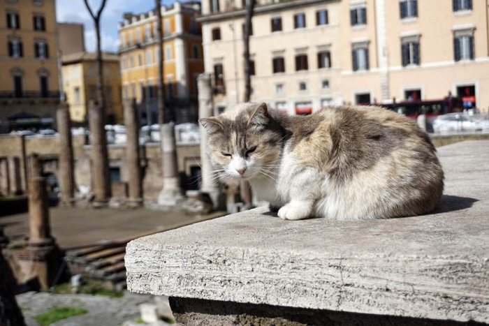 Estudio revela que los gatos domésticos pueden transmitir parásitos a los animales salvajes