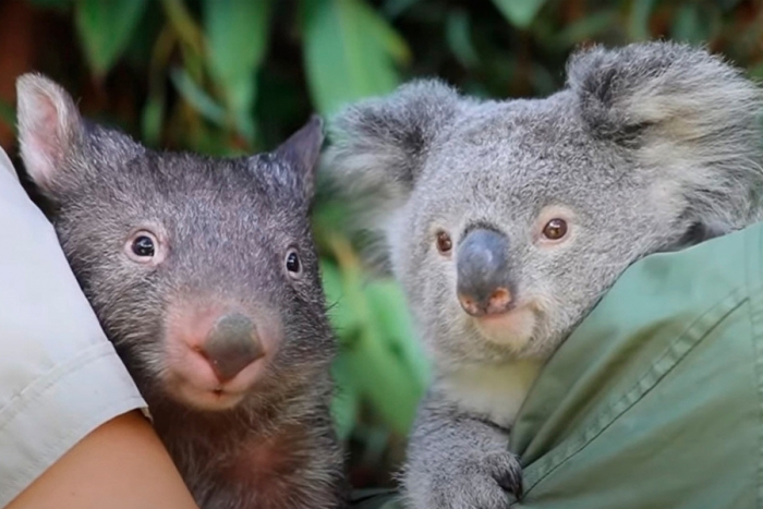 Un koala y un uómbat se vuelven "mejores amigos"