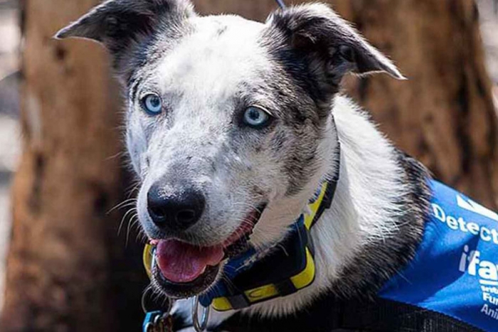 Oso, el perro abandonado que rescata koalas en Australia