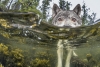 Lobos de Canadá, enigmática especie que se sigue estudiando
