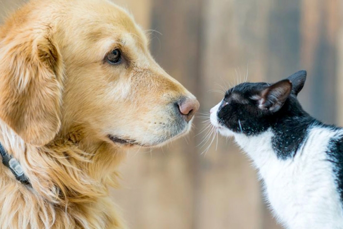 ¿Perros o gatos? La ciencia define quiénes son más inteligentes