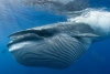 La razón de por qué las ballenas de Bryde abren la boca para atrapar peces