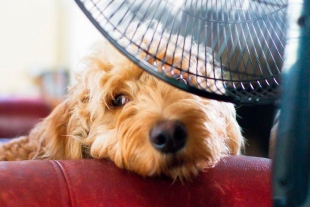 Recomendaciones para cuidar a las mascotas en temporada de calor