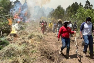 Se han devastado más de 500 hectáreas de bosques