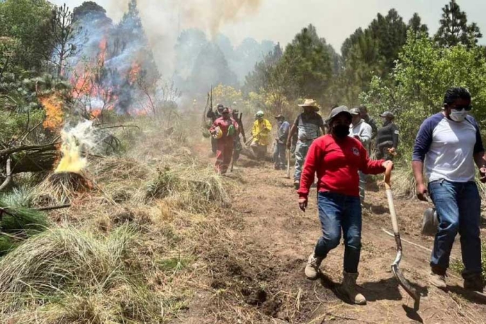 Se han devastado más de 500 hectáreas de bosques