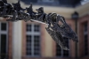 ¡6 MILLONES DE EUROS! Subastan en Francia un esqueleto gigante de dinosaurio
