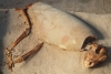 Encuentran el cementerio de mascotas más antiguo que se conoce