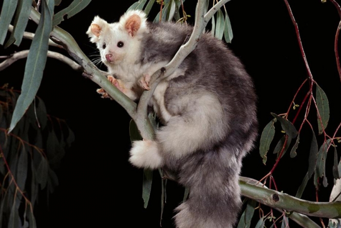 Científicos descubren dos nuevas especies de marsupiales en Australia