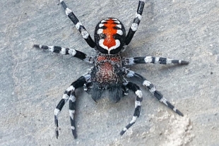 Bautizan a una nueva especie de araña en honor al &quot;Joker&quot;