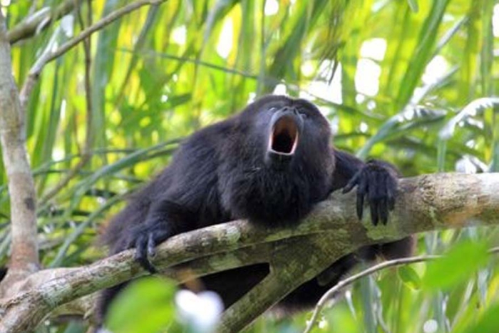Monos aulladores, entre los mamíferos más amenazados por la crisis climática en México
