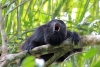 Monos aulladores, entre los mamíferos más amenazados por la crisis climática en México