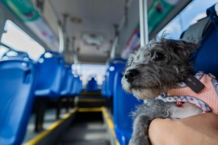 El programa sólo admitirá animales con un peso menor a los 13 kilogramos para garantizar la seguridad de todos los usuarios