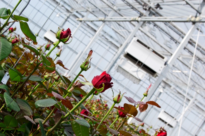 Sequía afecta a floricultores mexiquenses