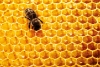 Las abejas melíferas sufren su propia pandemia