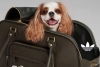 ¡Tomen todo mi dinero! Adidas lanza su primera colección exclusiva para mascotas