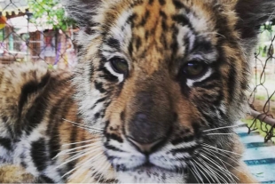 Zoológico de Veracruz nombra “Covid” a un tigre de bengala