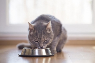 Comida seca y húmeda, una perfecta combinación para gatos