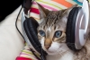 Vecinos denuncian fiesta clandestina y resulta ser un gato escuchando música electrónica