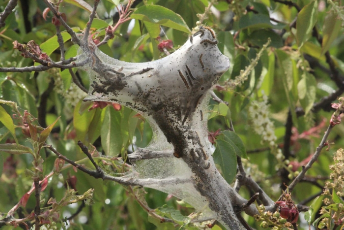 Liberan de enfermedades y plagas a 2 478 árboles en Toluca