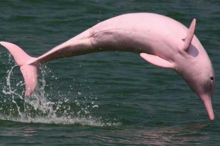 Delfines blancos están muriendo en Hong Kong y los científicos tienen una explicación