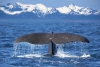 Islandia volverá a permitir la caza de ballenas, pero con condiciones más estrictas