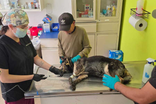 Las labores continúan para identificar a otros posibles animales afectados