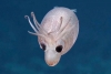 Hallan ‘extraña’ criatura marina que usa amoníaco para flotar