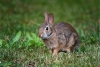 ¿Dónde andaba? Reaparece en Guerrero especie de conejo que se creía extinta
