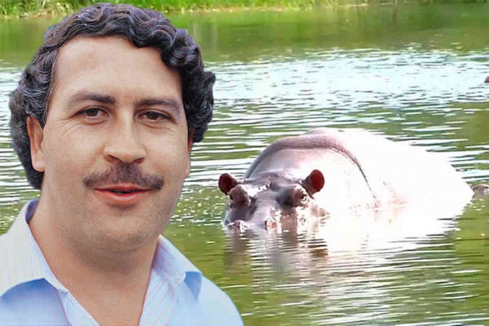 Investigadora mexicana propone sacrificar “hipopótamos de Pablo Escobar” en Colombia