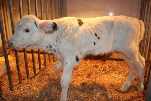 ¡Wow! China logra clonar 3 “súper vacas” altamente productivas