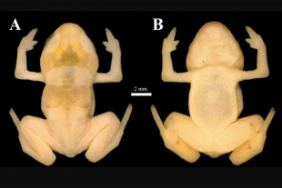 Hallan nueva especie de ranas Botón de oro