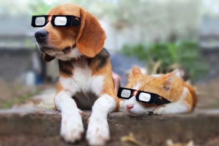 ¿El comportamiento de las mascotas puede cambiar durante el eclipse? Esto dice la UNAM