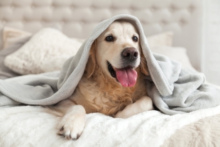 Del total de los individuos participantes, cerca de la mitad afirmó dormir con sus animales de compañía