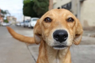 ¡Indignante! En Tecámac, hombre arroja un perrito a cazo con aceite hirviendo