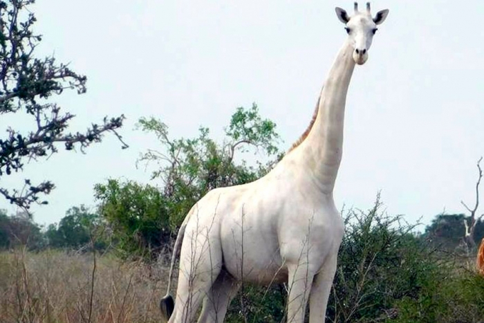 Matan a la única jirafa blanca de Kenia junto a su cría