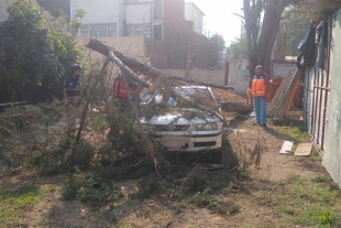 Fuertes vientos en CDMX dejó 5 lesionados y 21 autos dañados por caída de árboles y ramas