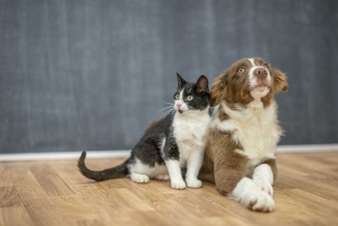 ¡Vivan las mascotas! México es el segundo país con más animales de compañía en todo el mundo