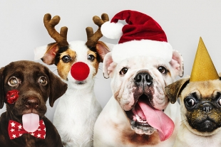 5 opciones de regalo para tu mascota en Navidad