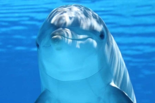 ¡¿Cómo?! Un singular delfín con “pulgares” es fotografiado en Grecia