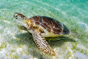México registró una de las temporadas más exitosas en cuanto a conservación de tortugas marinas