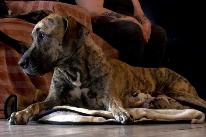 ¡Impresionante! Gran danés da a luz 21 cachorros en 27 horas de parto